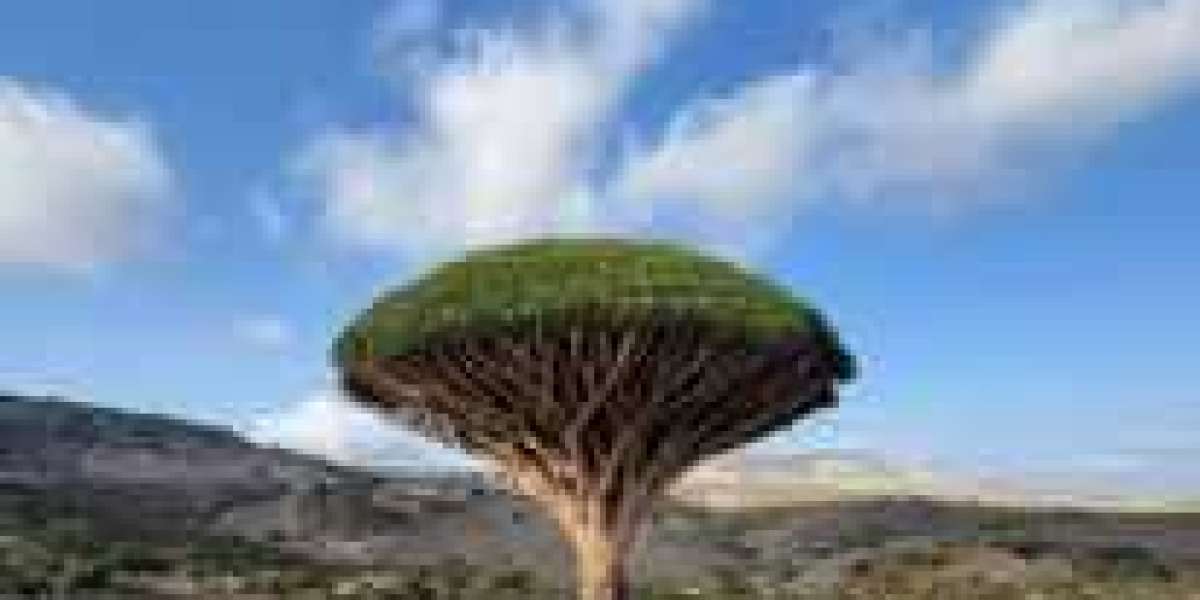 Navigating Through Various Aspects to Identify the Best Tour Socotra Package