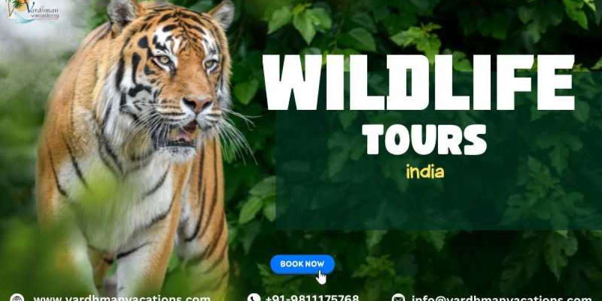 Explore the Untamed Beauty: Wildlife Tours India