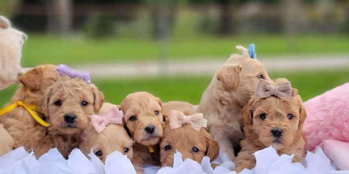 Mini Goldendoodles for Sale: Why Goldendoodles by Aggie Is the Top Goldendoodle Breeder in Florida