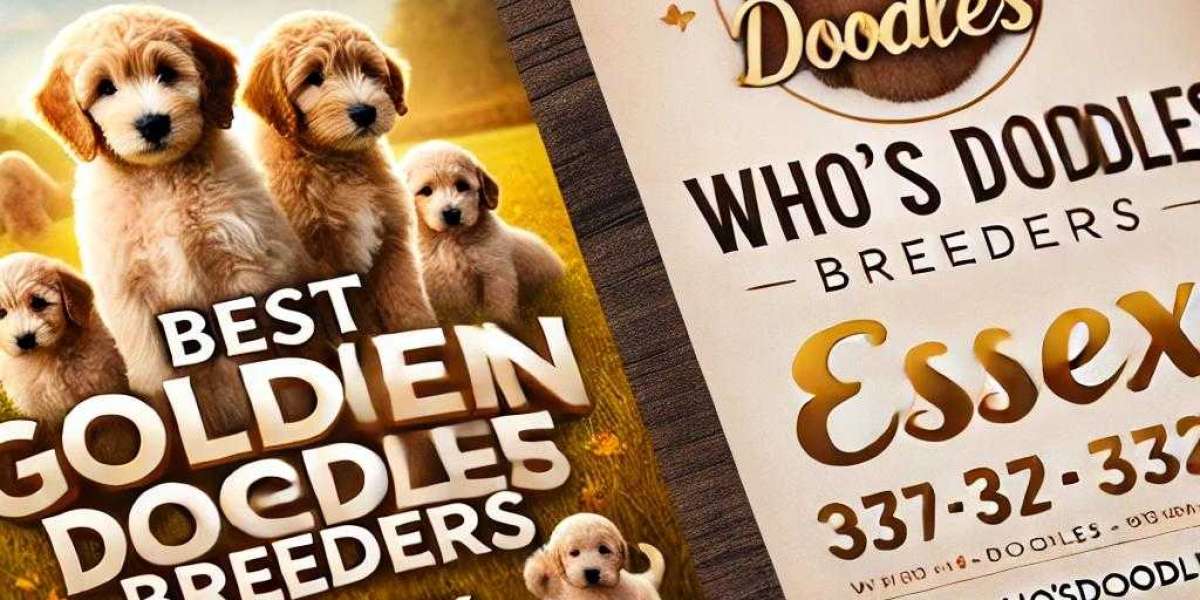 Welcome to our Selection of Charming Goldendoodle Puppies in London