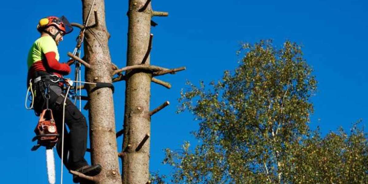 What should one expect from a competent tree removal company?