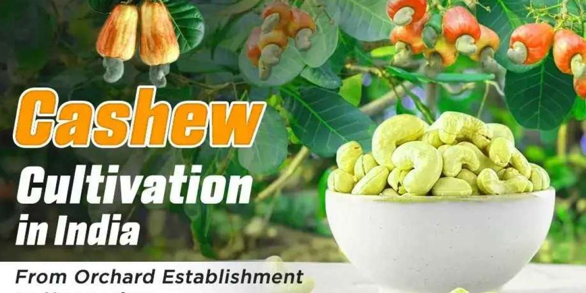 Introduction About Cashew Cultivation