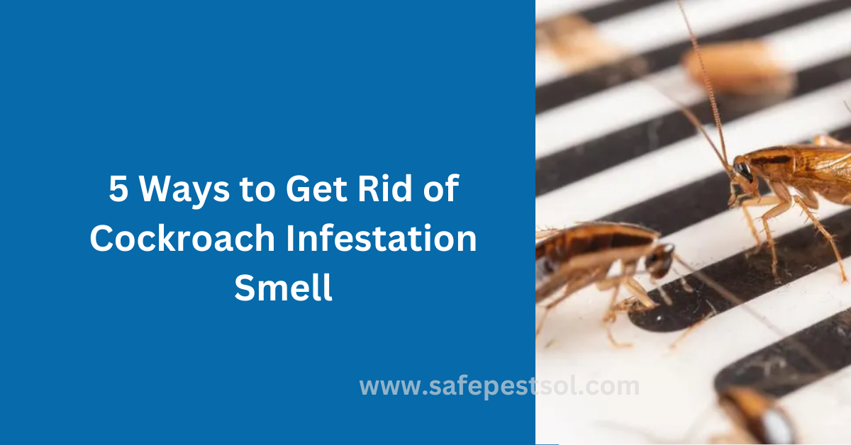 5 Ways to Get Rid of Cockroach Infestation Smell